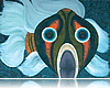 PESCE COMANDANTE